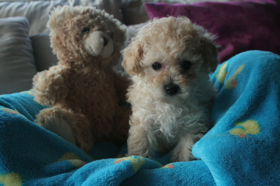 Welpen 19 6 14 (2) Kopie